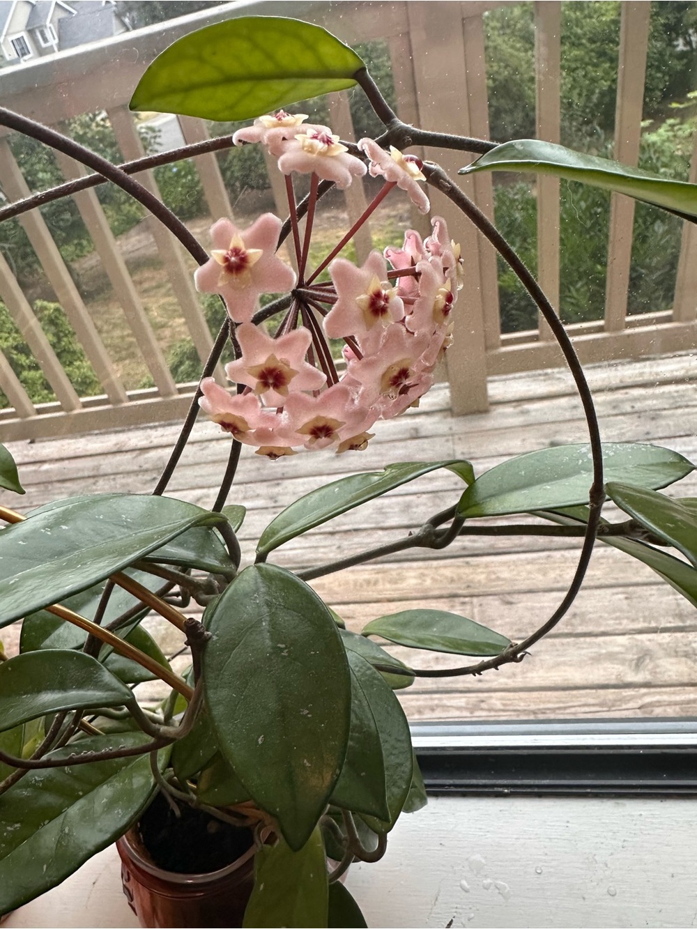 Hoya Pubicalyx Splash Cuttings